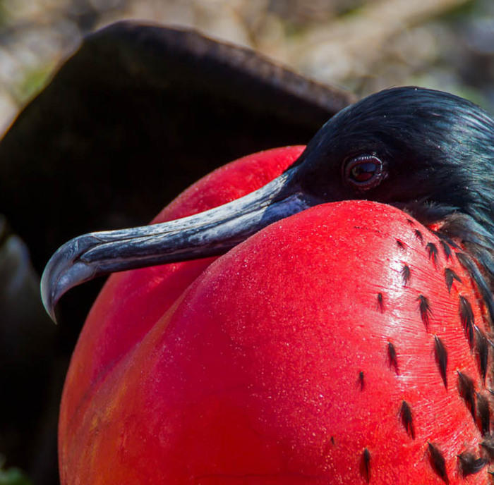 Groepsrondreis Galapagoseilanden