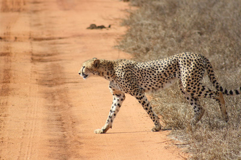 Rondreis Kenia: Safari & Strand