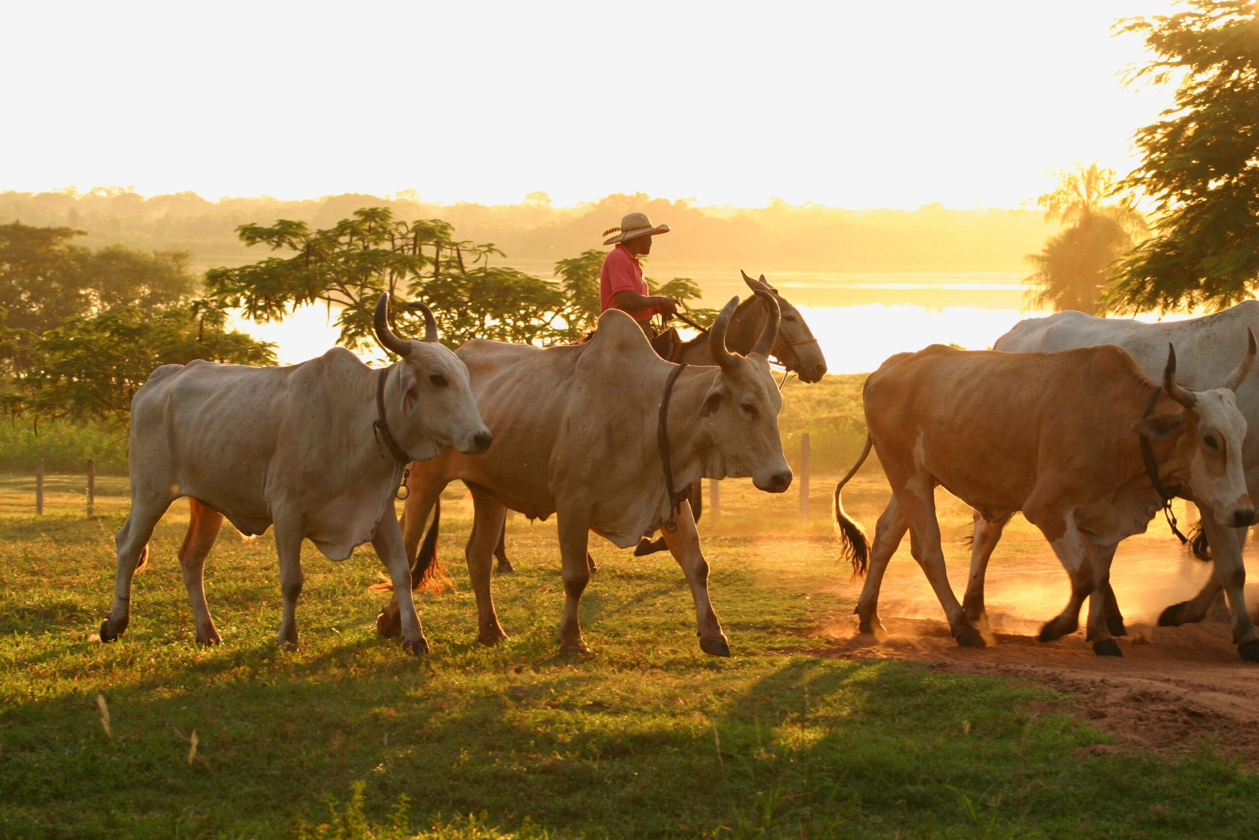Living Nature in Brazil