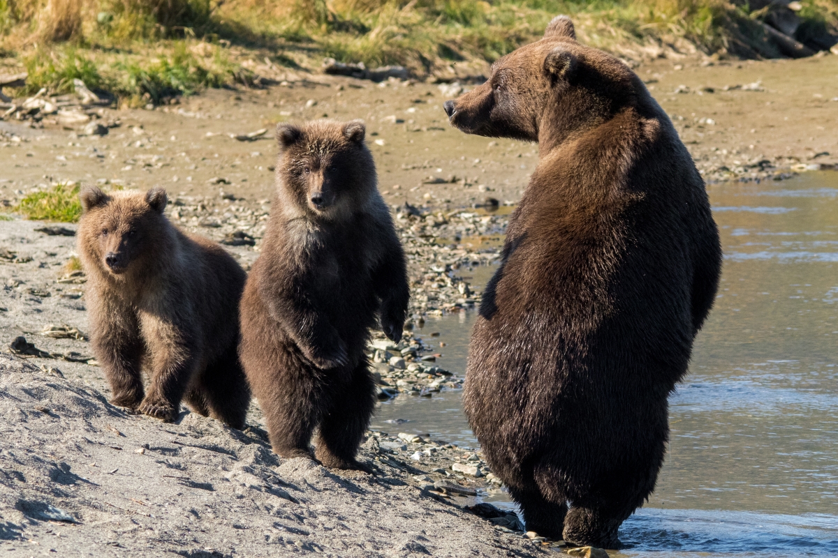 Amazing Alaska