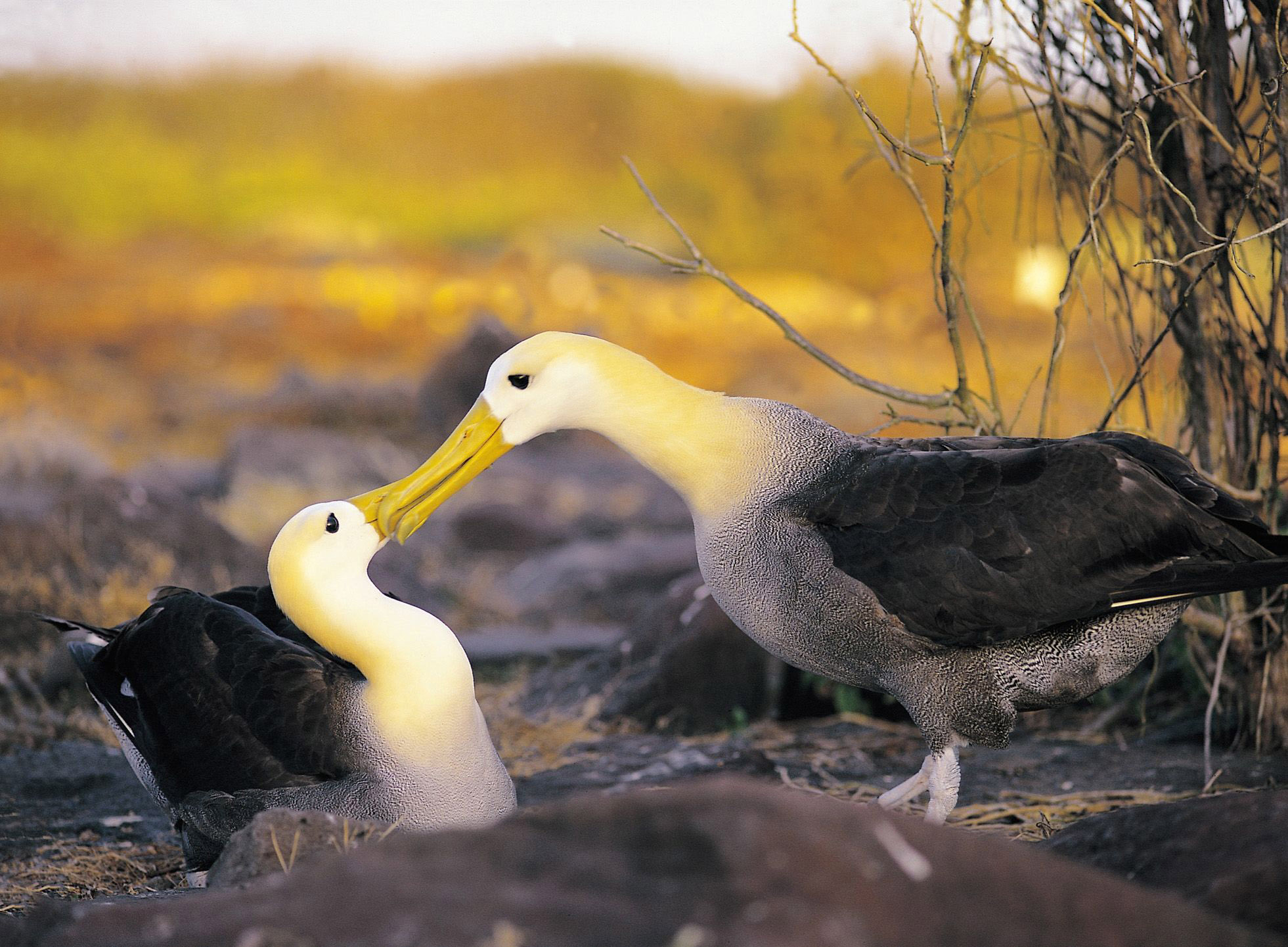 Galapagos cruise per Isabela III
