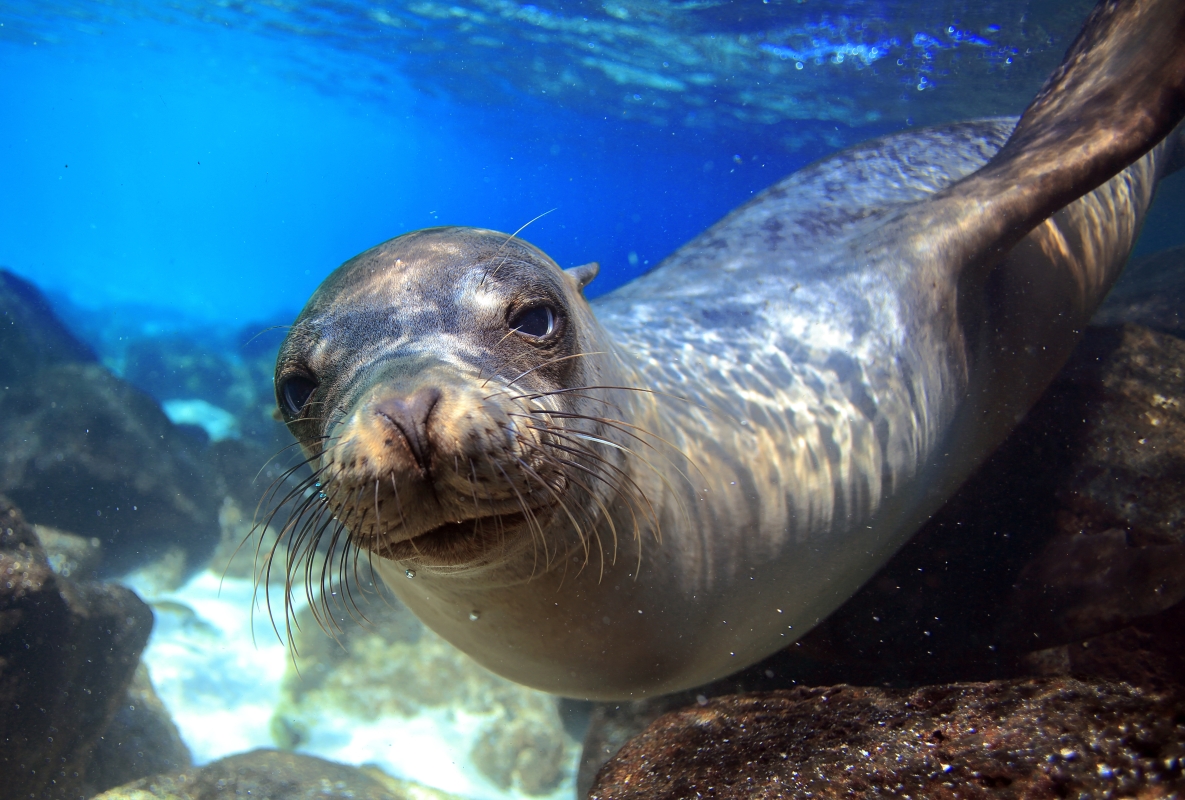 Galapagos eilandhoppen