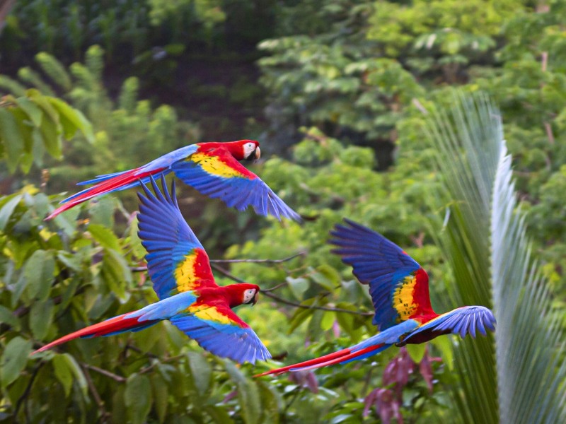 Rondje Costa Rica