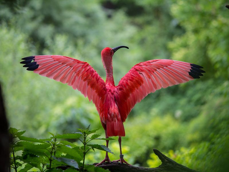 Hoogtepunten in Suriname