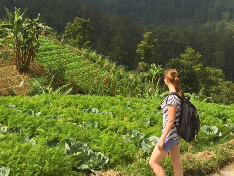 Slingerapen, fietstaxi’s en tempelwachters – door Sumatra, Java en Bali