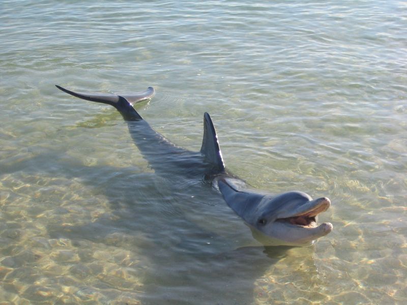 Dolfijnen in het Wilde Westen