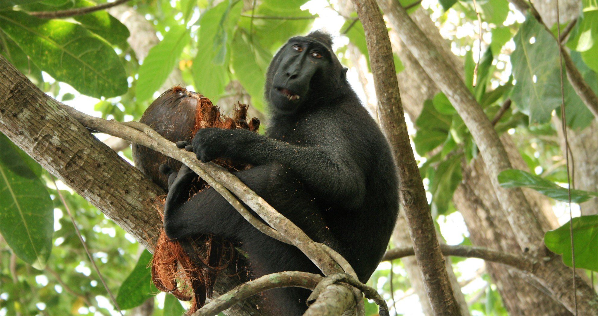 Rondreis 24 dagen trans-Sulawesi