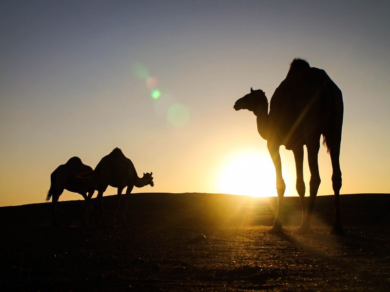 Avontuurlijk Oman – met tieners