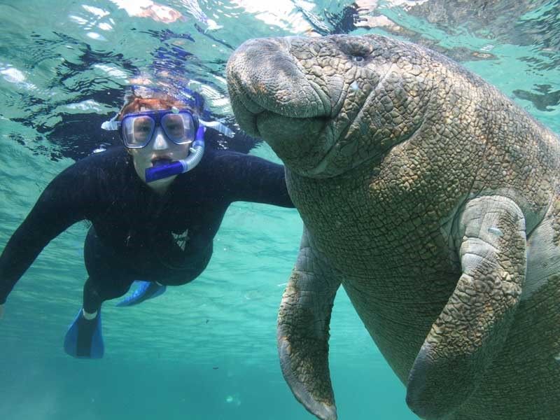 The Floribbean dream