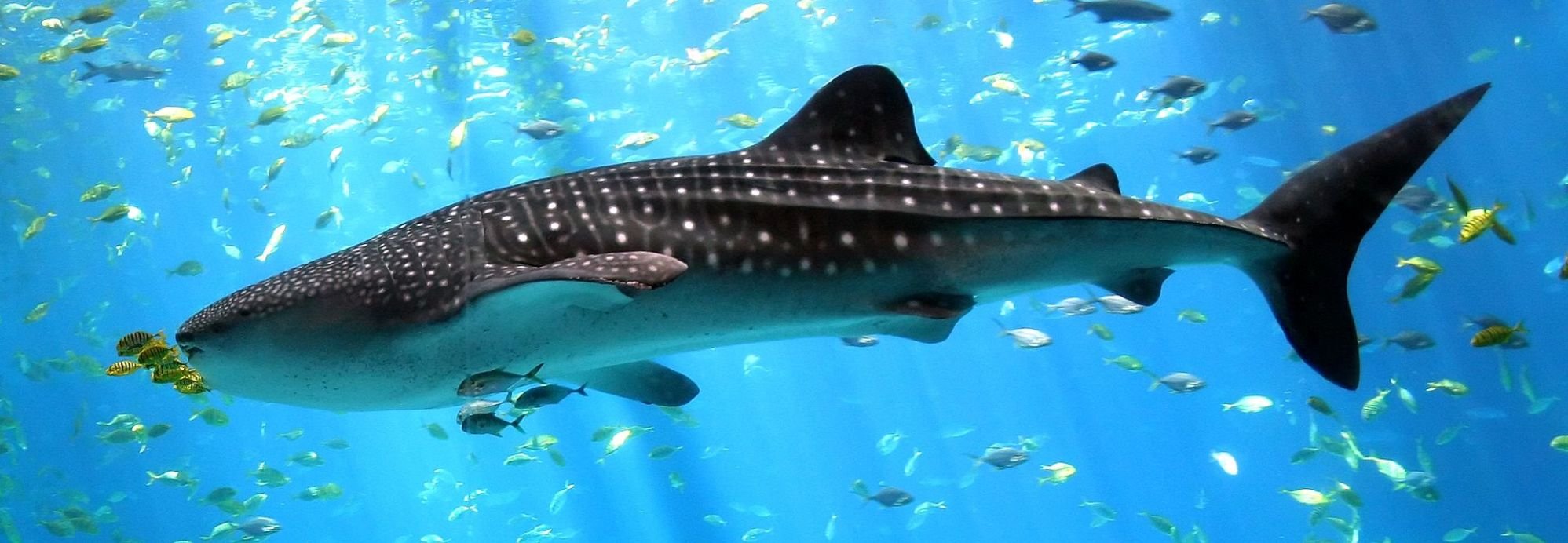 Bouwsteen 8 dagen duiken Triton Bay