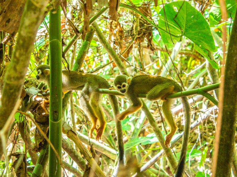Hoogtepunten in Suriname