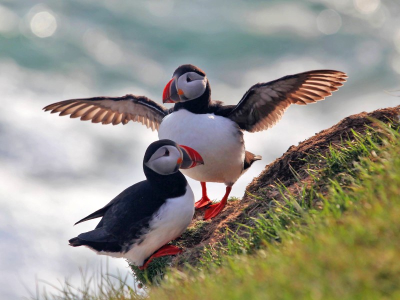 Hoogtepunten IJsland
