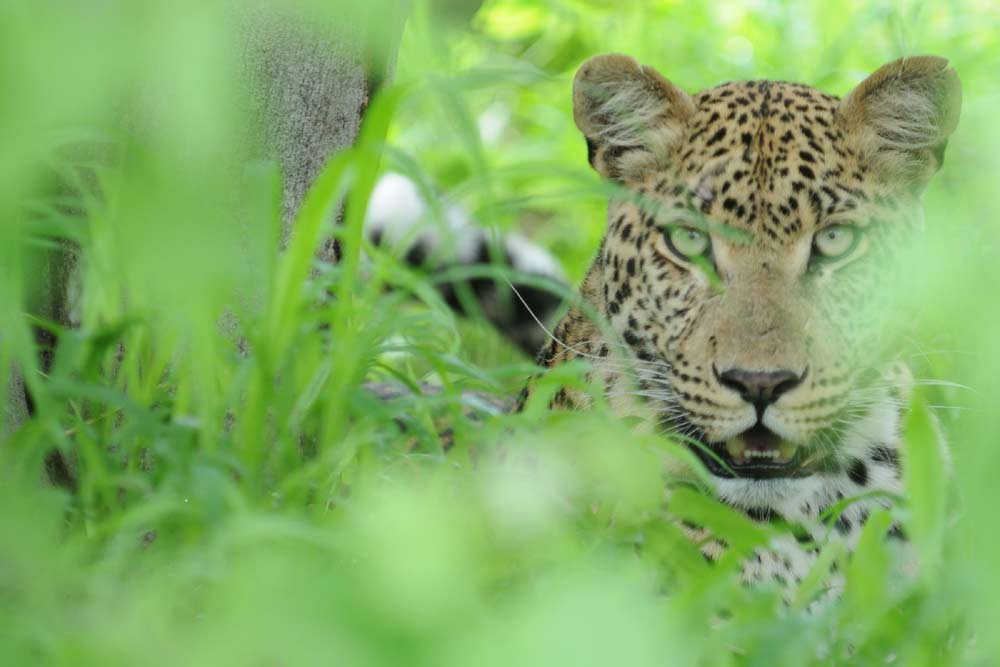 14 daagse Botswana wildside kampeer groepssafari