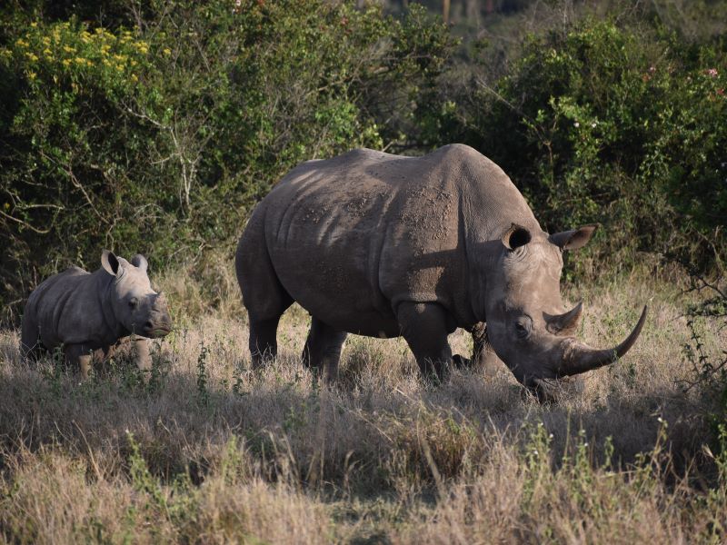 Kenia Safari Experience