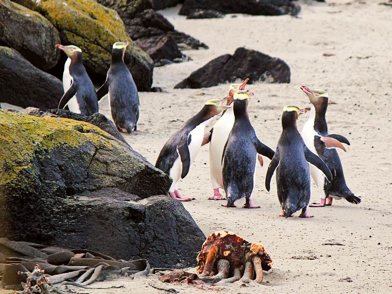Familiereis compleet Nieuw-Zeeland