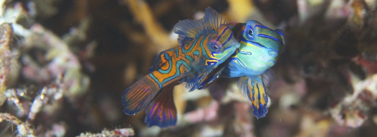 Bouwsteen 8 dagen duiken Triton Bay