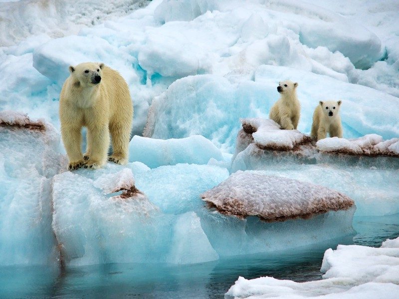 Spitsbergen Expeditie Cruise: ijsberen spotten op het pakijs