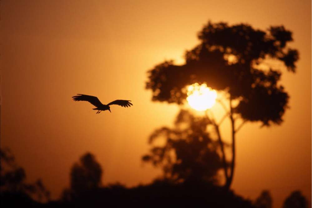 7 daagse Tanzania Trails Tented Camp en Lodge prive safari