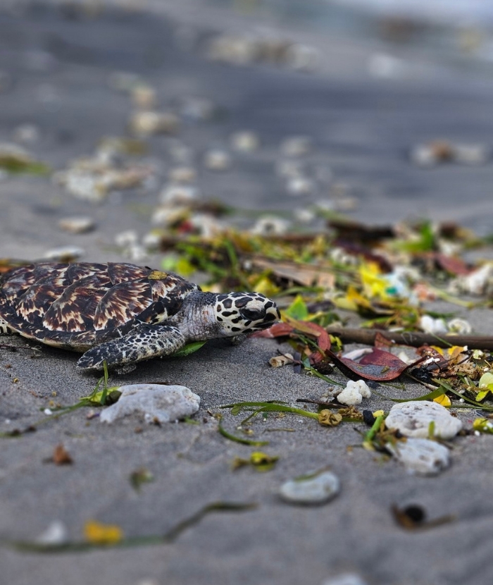 Vrijwilligerswerk Lombok