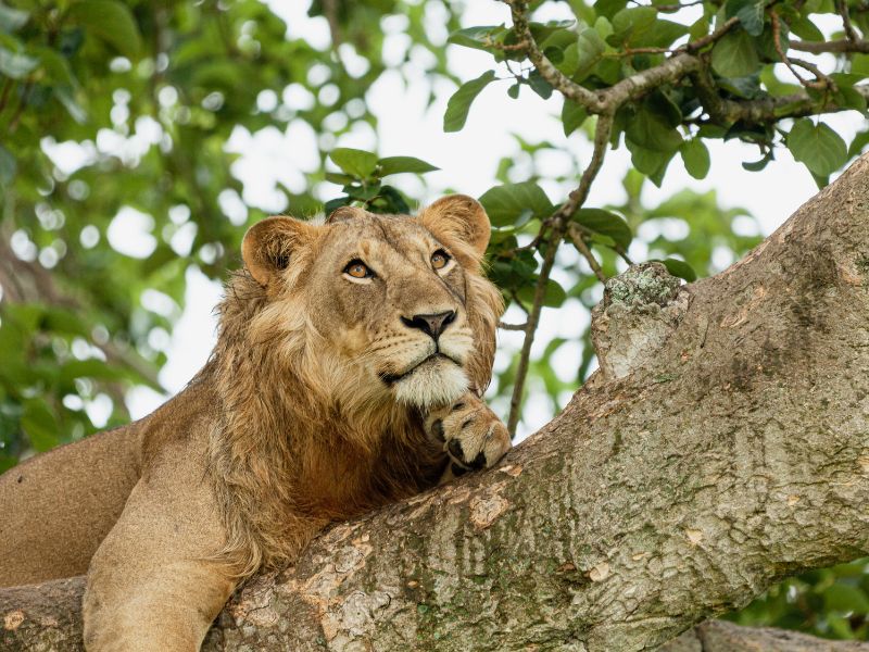 Highlights Oeganda in 2 weken