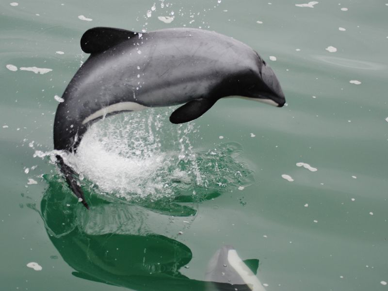 Expeditie Zuidereiland