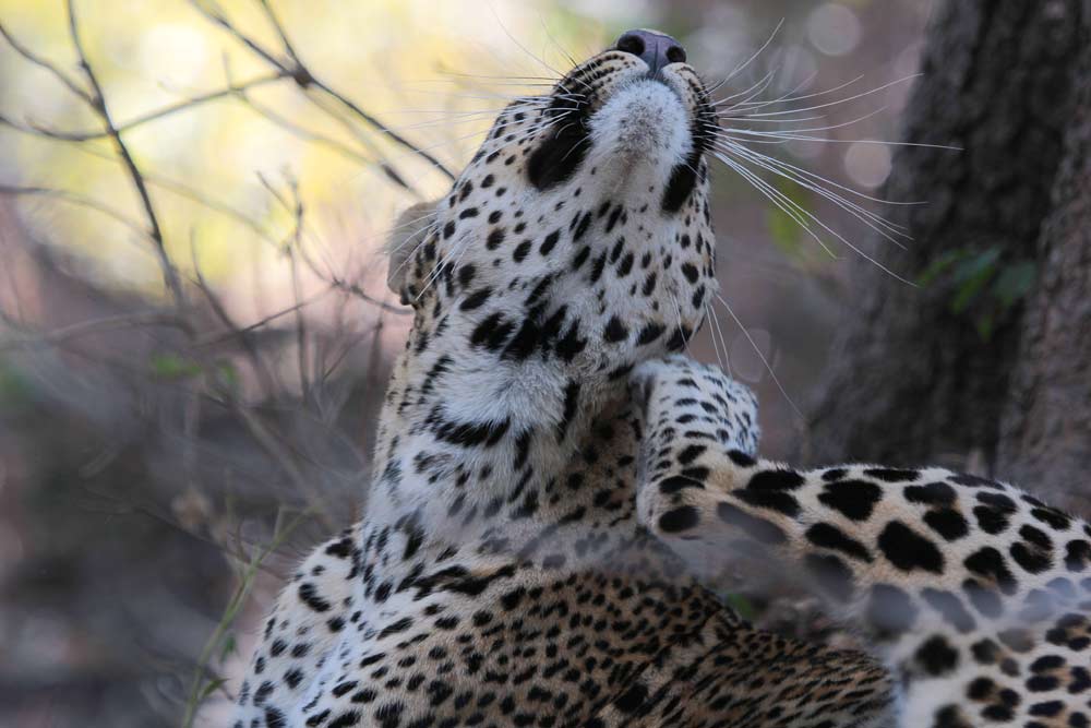 15 daagse Zambia en Namibië comfort groepssafari