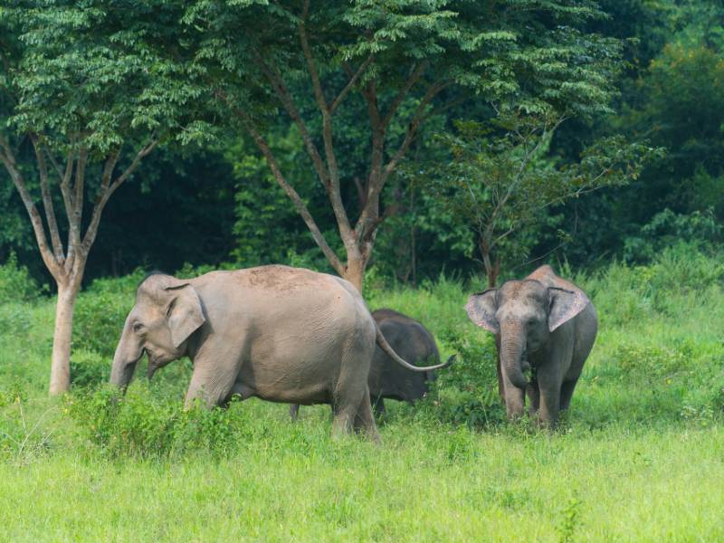 Van het gebaande pad door Thailand