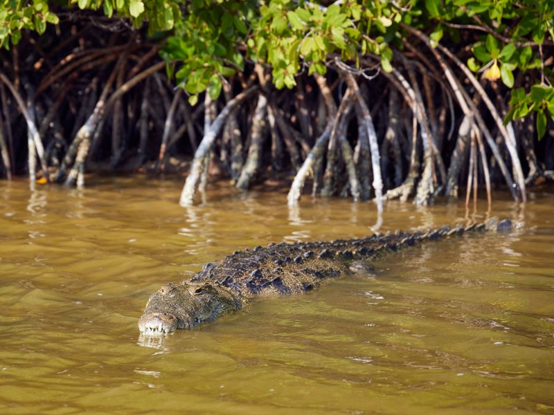 Op het mañana mañana tempo