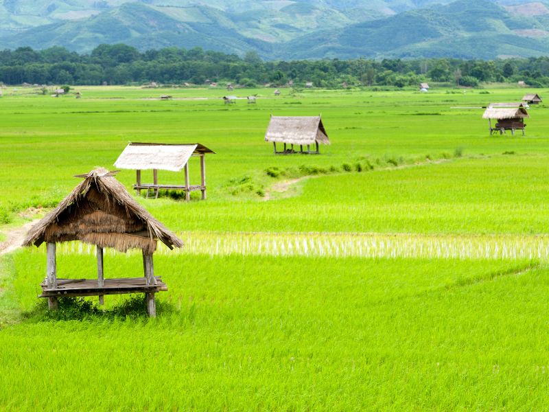Thailand en Laos combireis: van Mekong tot de Hmong