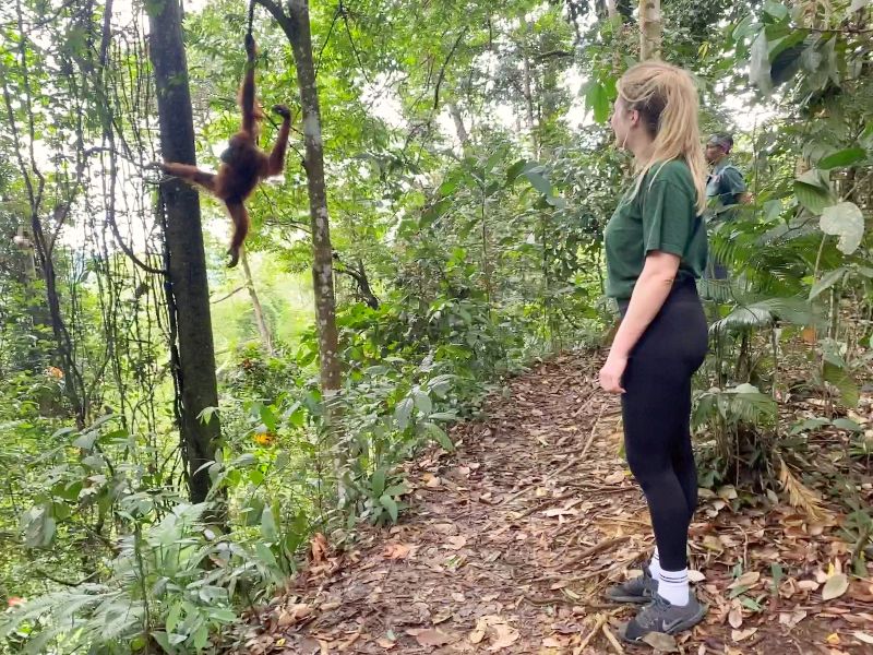 Slingerapen, fietstaxi’s en tempelwachters – door Sumatra, Java en Bali