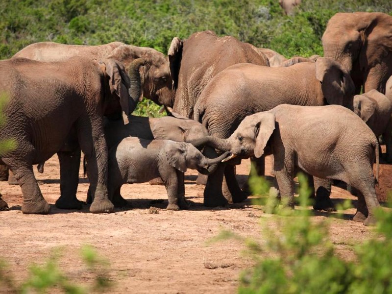 Compleet Zuid-Afrika in 4 weken