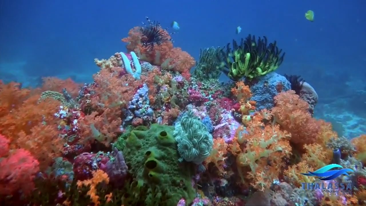 Rondreis 24 dagen trans-Sulawesi