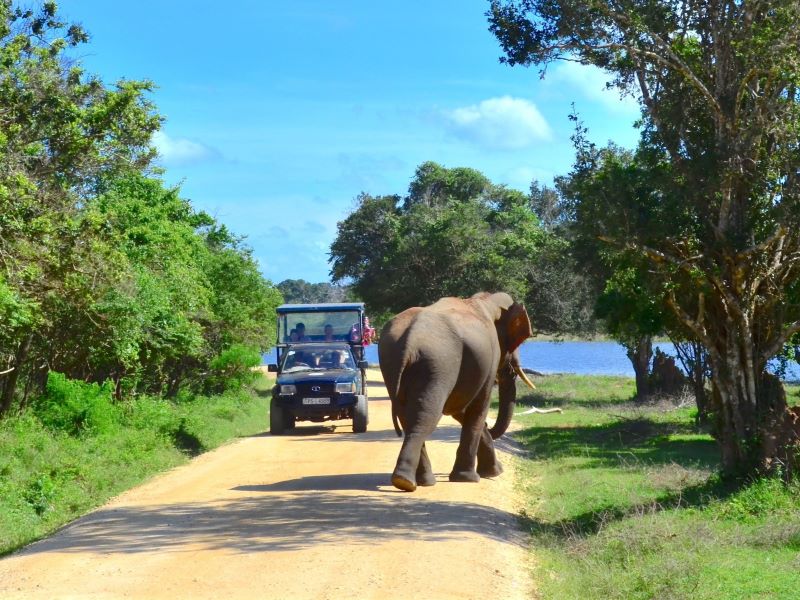 Sri Lanka on a shoestring