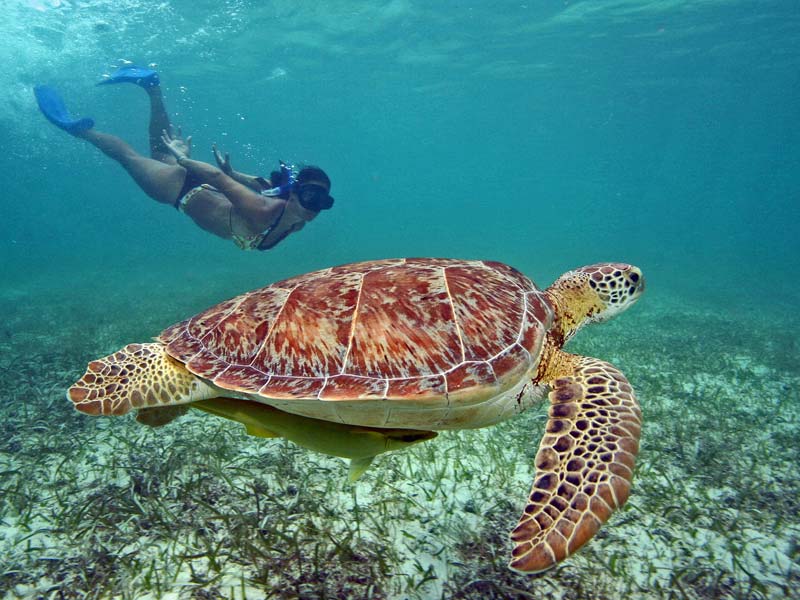 Van jungletempels naar schildpadbaai