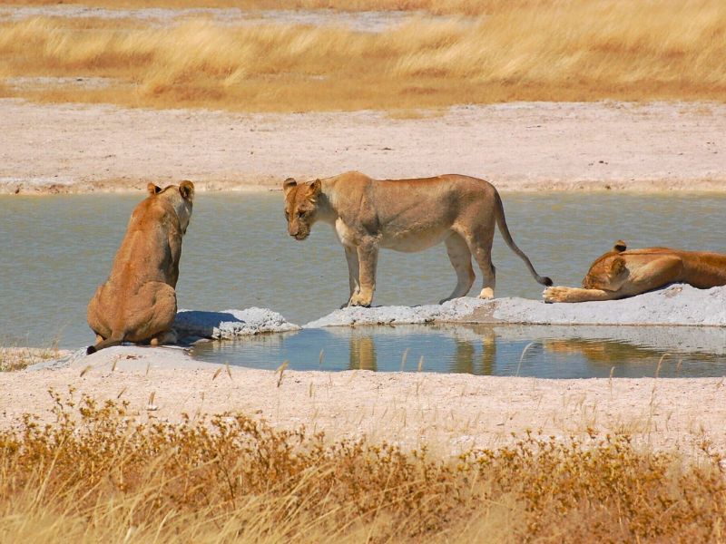 Grenzeloos avontuur