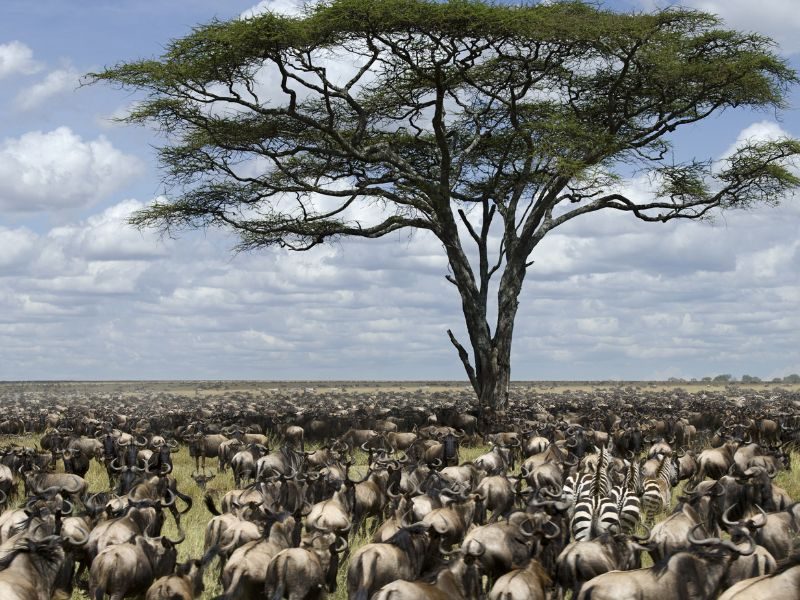 De toppers van Tanzania