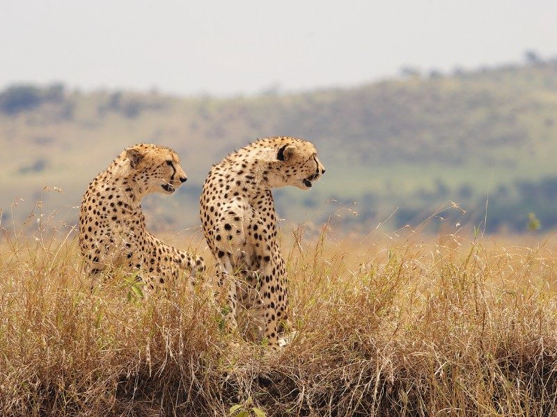 Grenzeloos verliefd op Afrika – Kenia en Tanzania reis