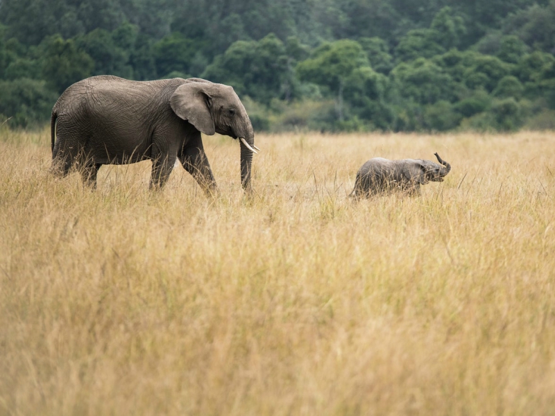 Kampeerreis door Zuidelijk Afrika: combineer 3 landen