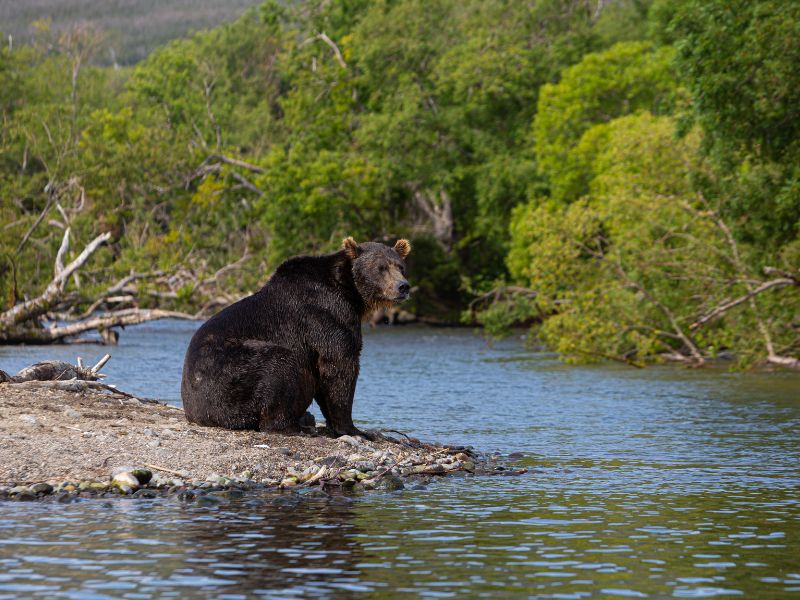 Canada camperreis met kinderen