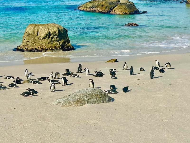 Olifantspoor naar walvisbaai