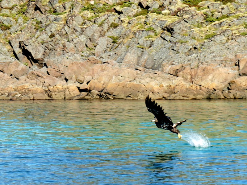 Eilandhoppen Lofoten & Vesterålen