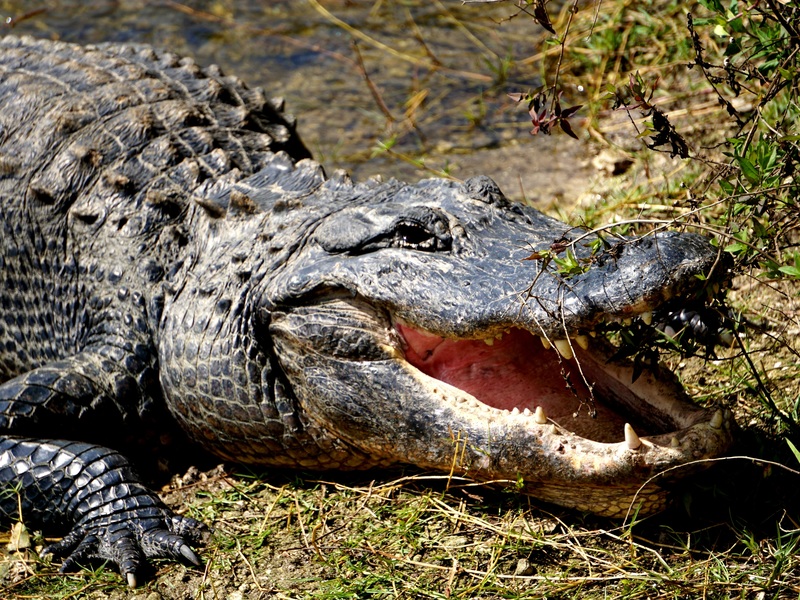 The Floribbean dream