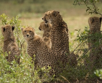 Kruger Research and Conservation