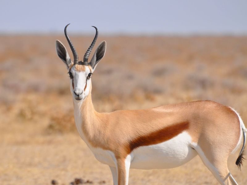 Namibië familiereis