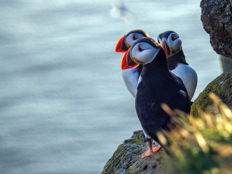 Avontuurlijk IJsland – tienerproof