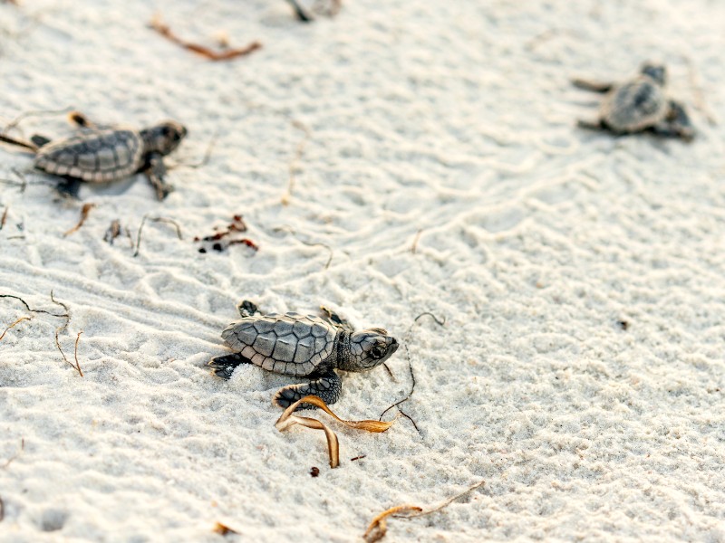 Winter uit, zomer in: 3 weken Australië
