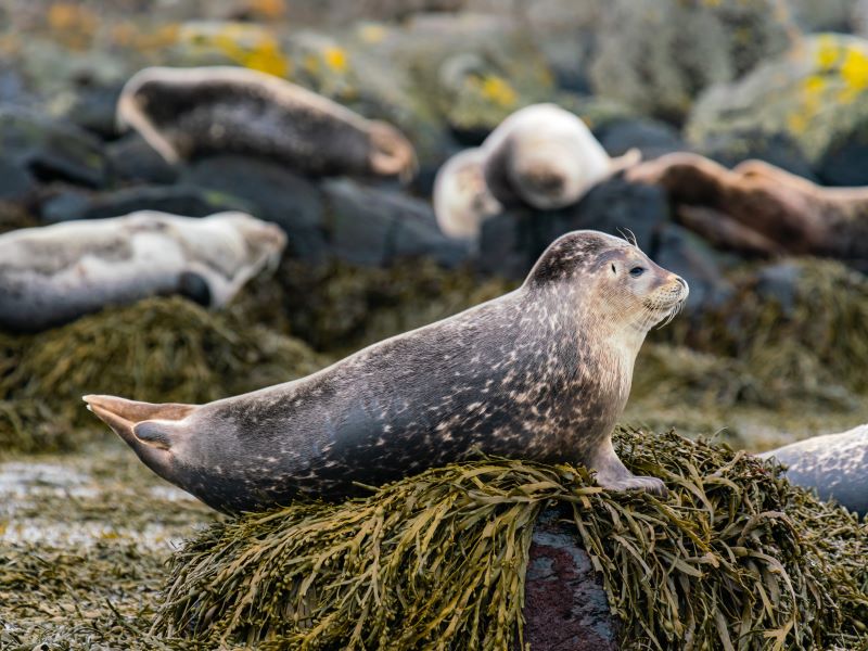 Velkomin IJsland in 8 dagen