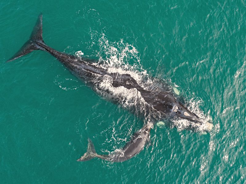 Rondje Kaap met kleine kinderen