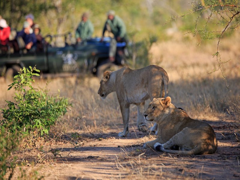 De Big-5 Zuid-Afrika familiereis