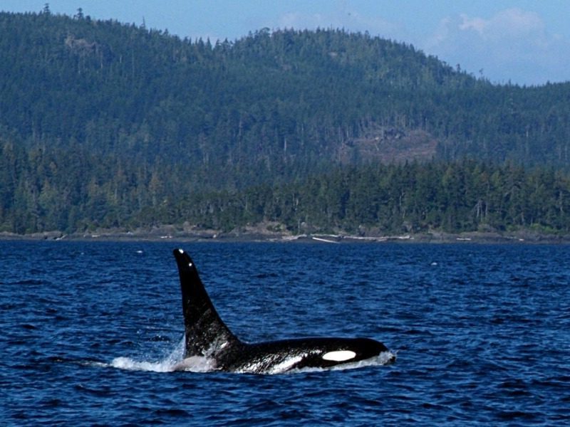 Canada Family choice